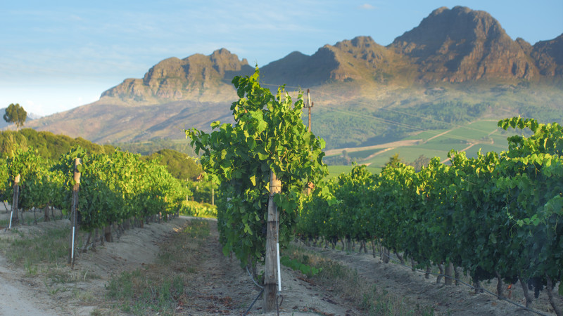 Stellenbosch vineyards