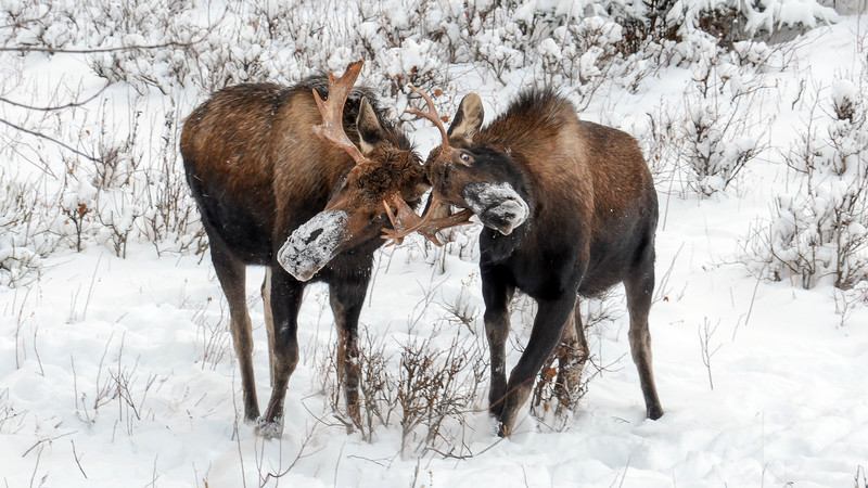 Two moose in the snow