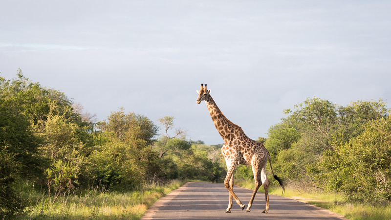 A giraffe crosses the road