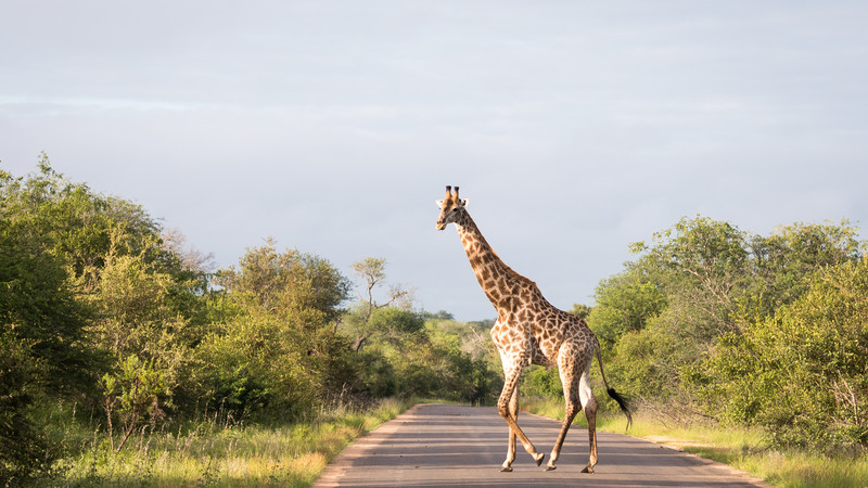 Kruger National Park: 6 Top Tips for Spotting Wildlife | Intrepid Travel Blog Kruger National Park: 6 Top Tips for Spotting Wildlife | Intrepid Travel Blog
