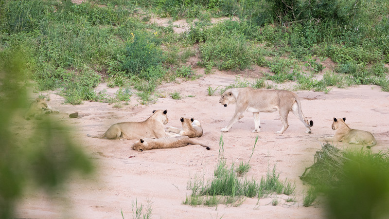 A pride of lions