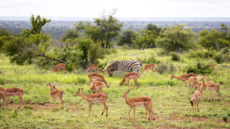 Zebras and impalas in Kruger National Park