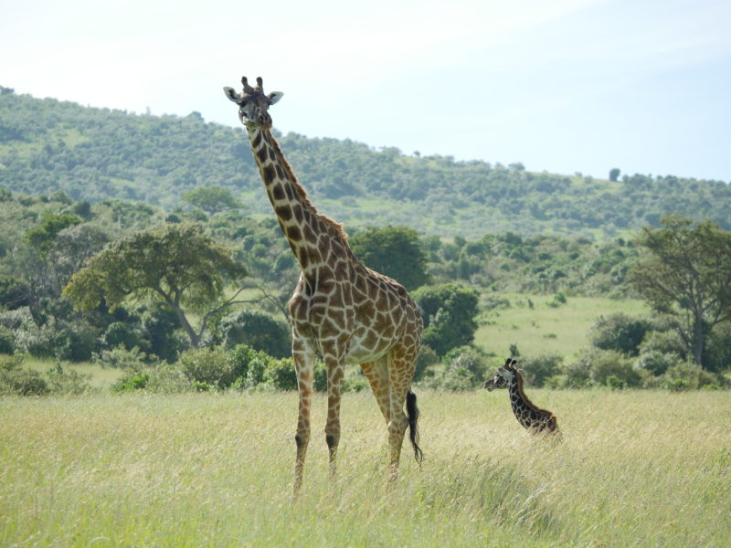 Kenya family safari