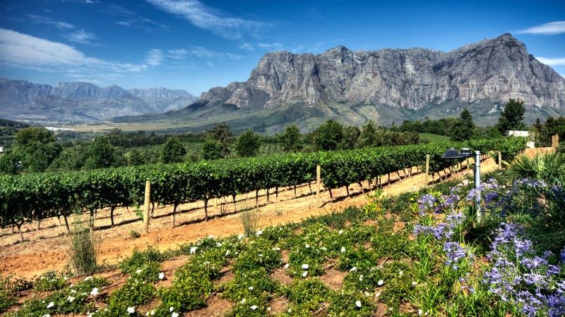 Beautiful winery in Stellenbosch