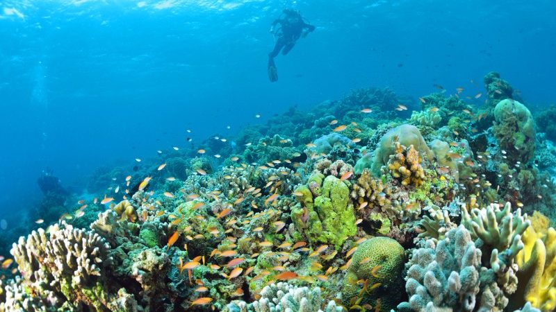 Diving in Sipadan, Malaysia