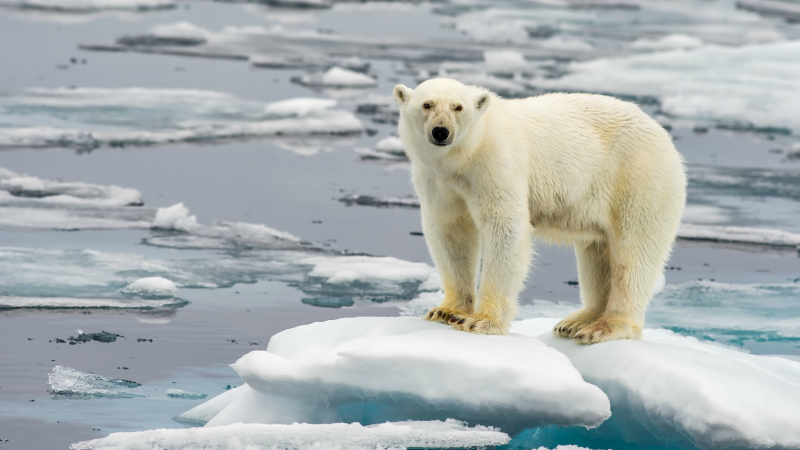 A lone polar bear on an Arctic ice floe