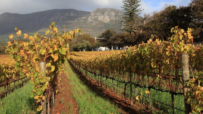 Vineyards in Constantia