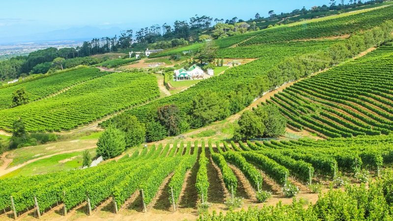 Constantia wineries, South Africa