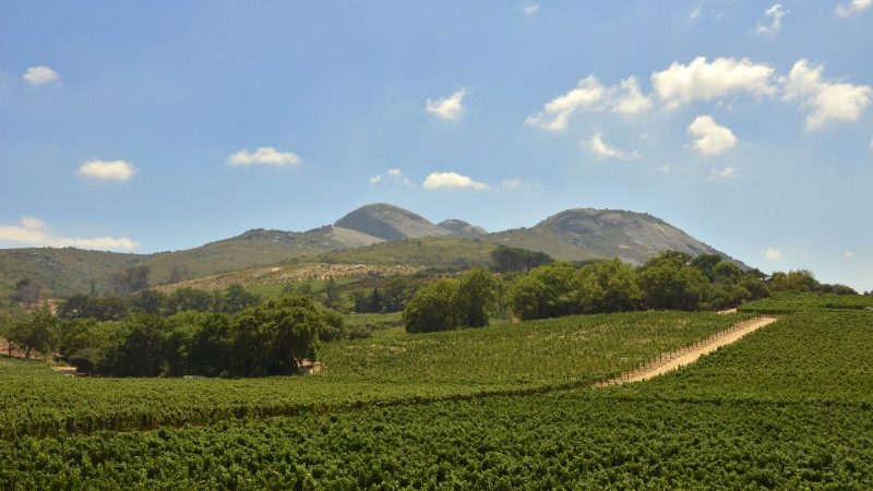 Vineyards in Paarl, South Africa