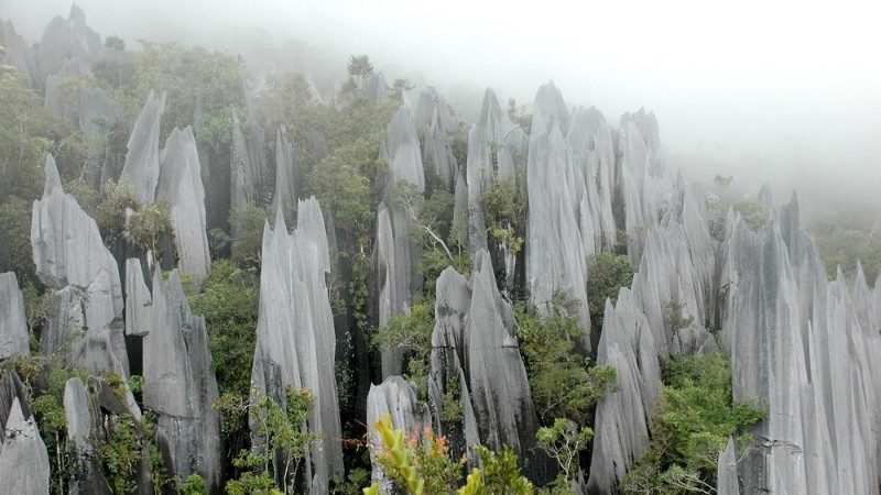 The Pinnacles, Gunung Mulu NP Malaysia