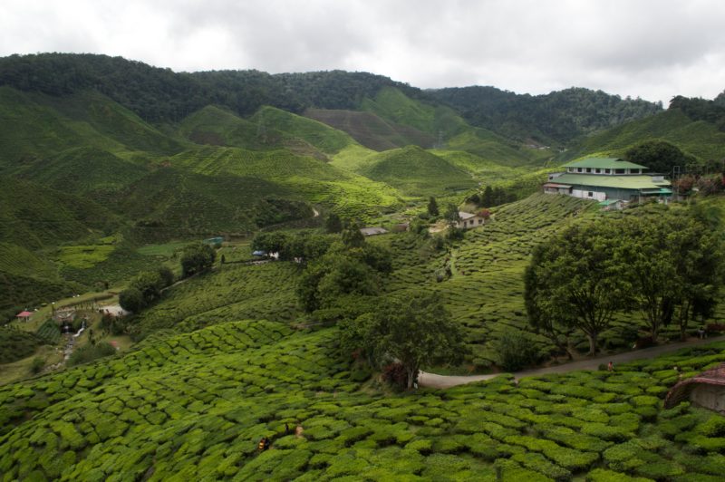 Malaysia Cameron Highlands