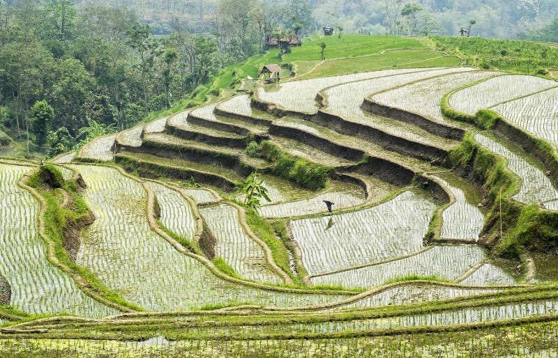 Rice paddies in Indonesia