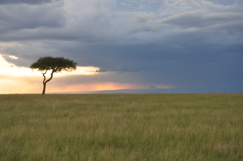 masai mara safari