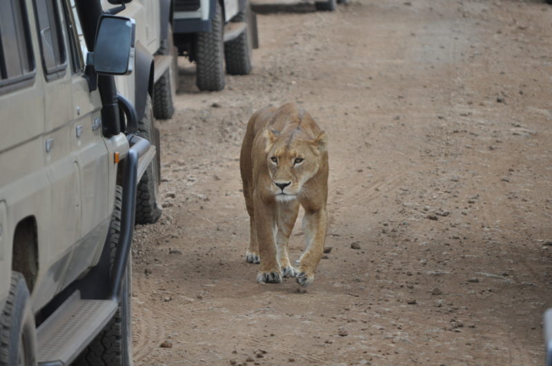 masai mara safari