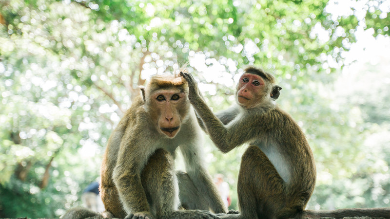 Sri Lanka tour