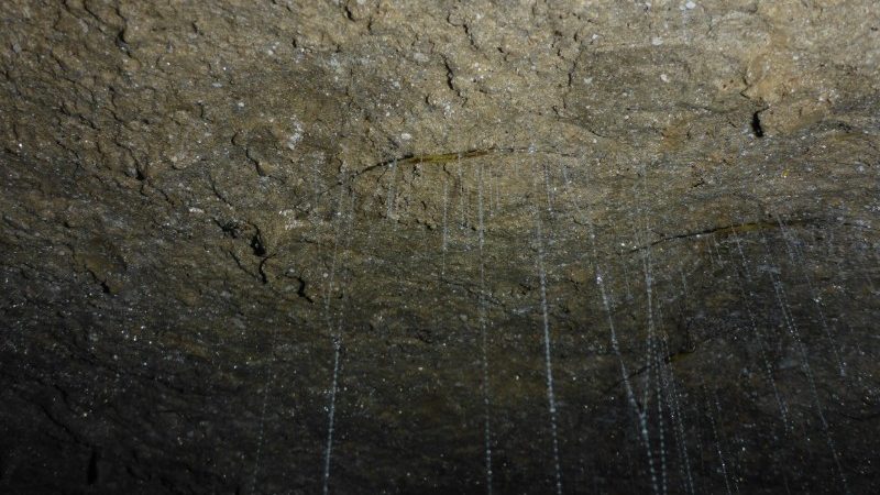 Glow worm fishing lines in Waitomo cave