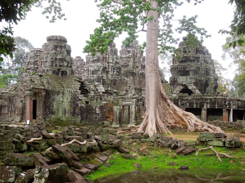 Angkor Wat guide Ta Prohm