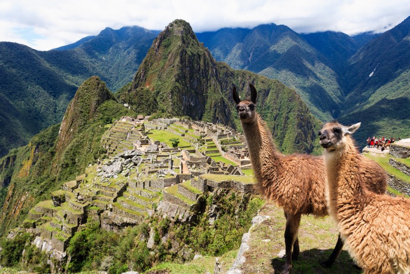 Llamas at Machu Picchu