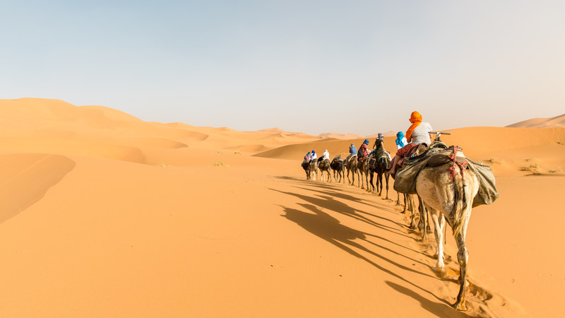 A line of camels walk into the desert