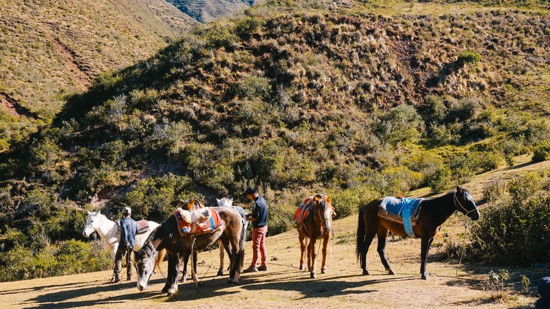 Horses on the Quarry Trail