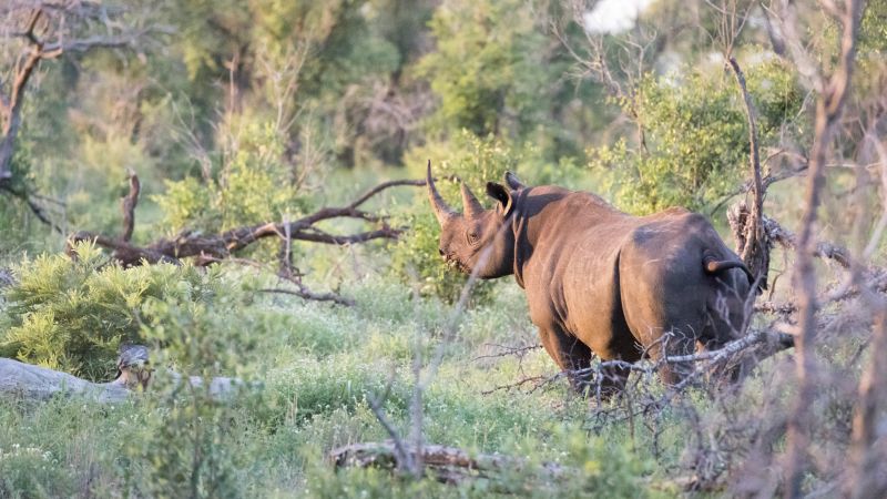 A rhino in South Africa