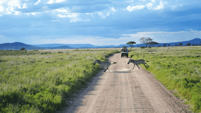 Zebra crossing a dirt track in the Serengeti, Tanzania