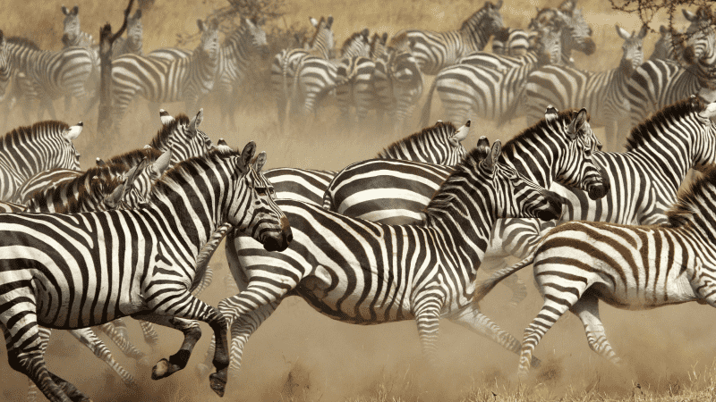 Herd of zebra in Serengeti National Park, Tanzania