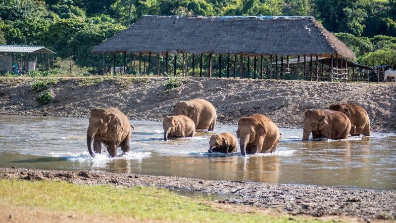 group of elephants in the water
