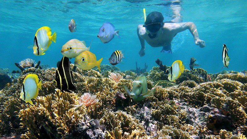 Traveller snorkels with fish