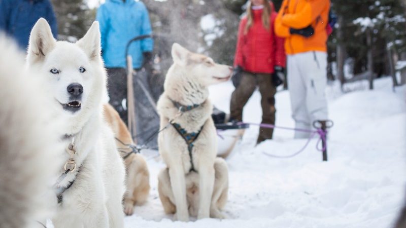 Dog sledding in Canada