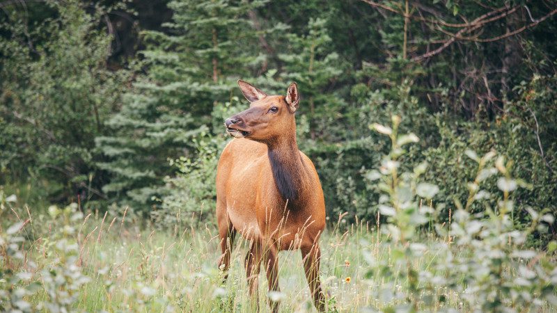 Deer in the forest in Canada