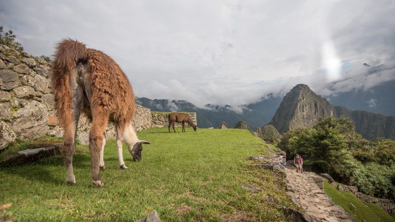 Llamas at Machu Picchu