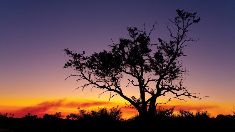 Okavango Delta Botswana