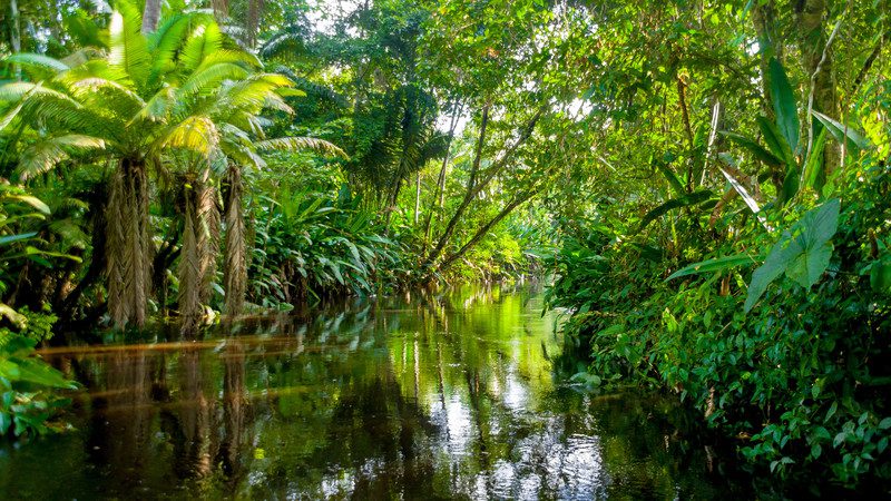Amazon Jungle, Ecuador