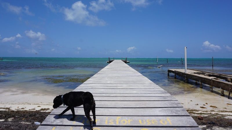 A black dog on a pier in Belize