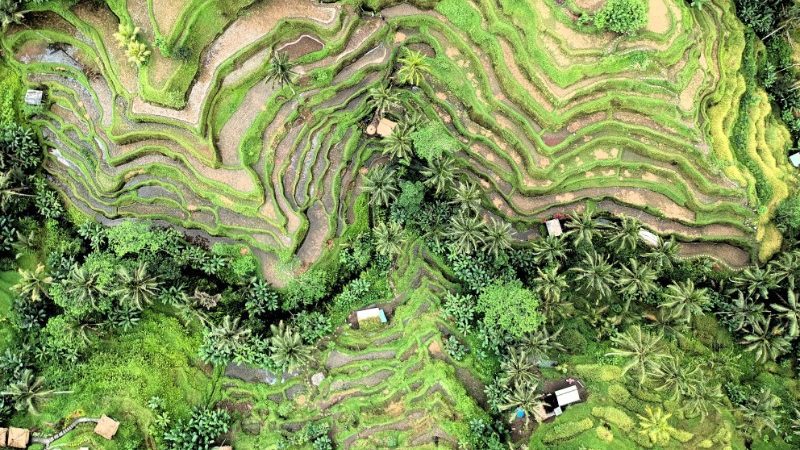 Aerial shot of rice paddies in Ubud, Indonesia
