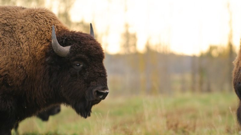 Large bison in Canada