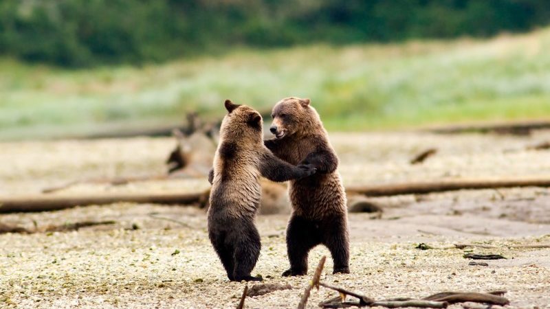 Two bear cubs in Canada