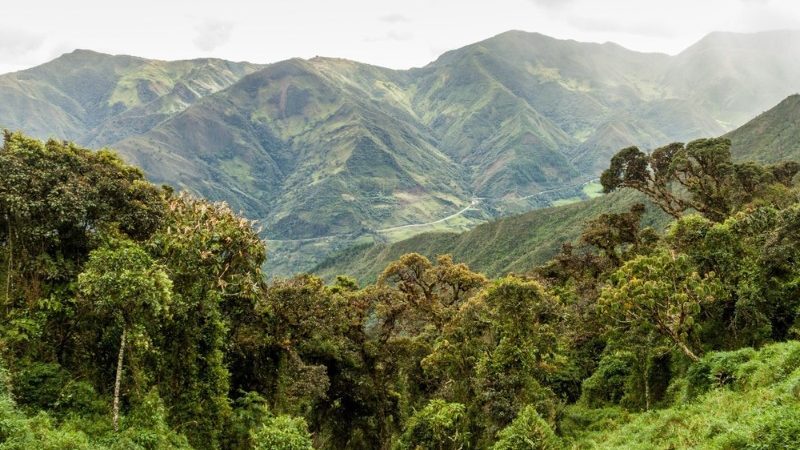 Cloud forest in Podocarpus National Park