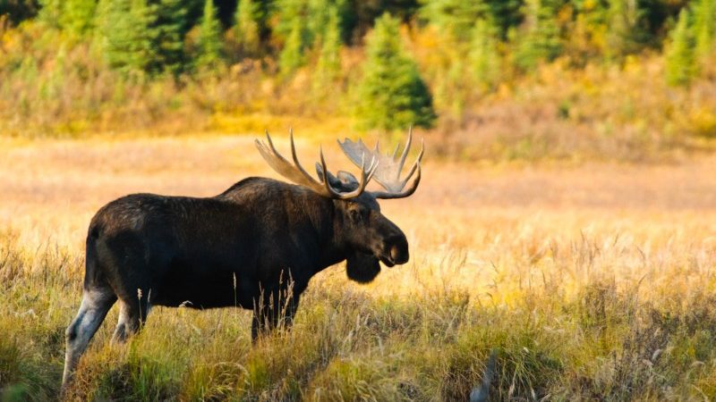 Moose in Canada