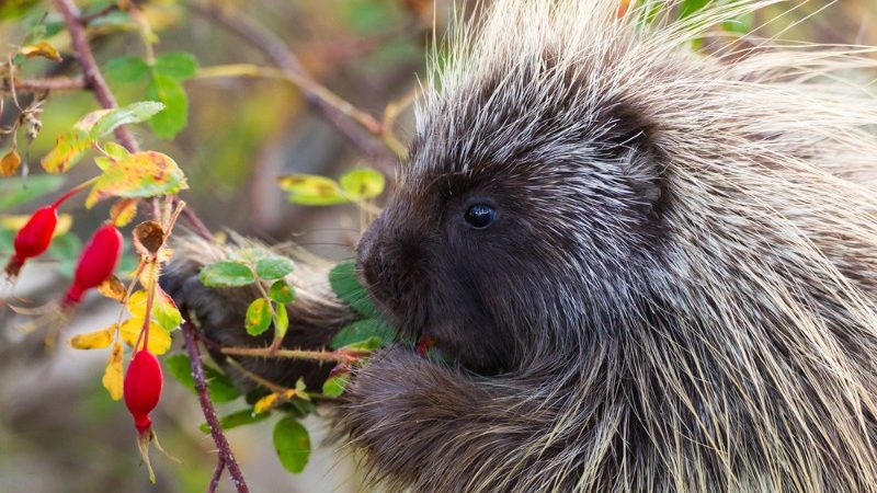 Canadian Porcupine eating berries