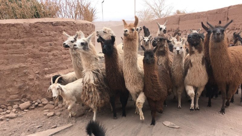 A herd of alpacas