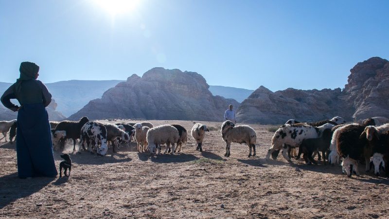 A herd of goats and a small puppy