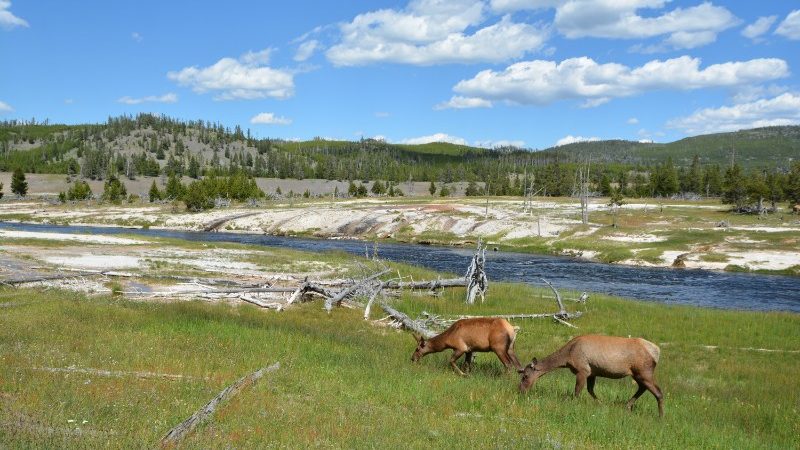 Two elk eating grass