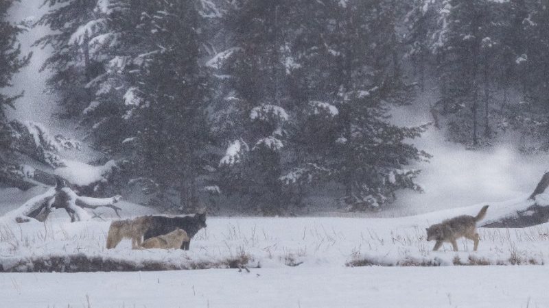 Wolves in the snow