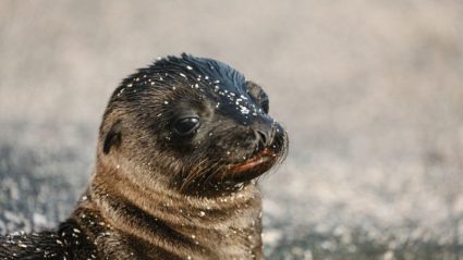 16 Animals That Have Better Beards Than You | Intrepid Travel Blog