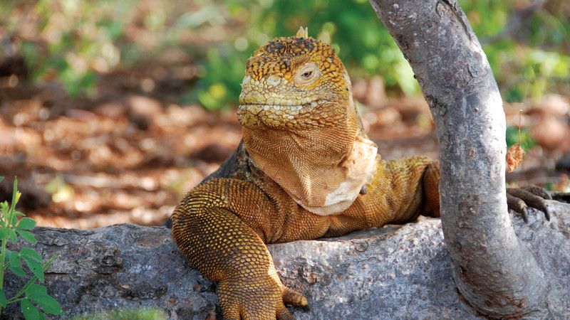 Iguana in the Galapagos
