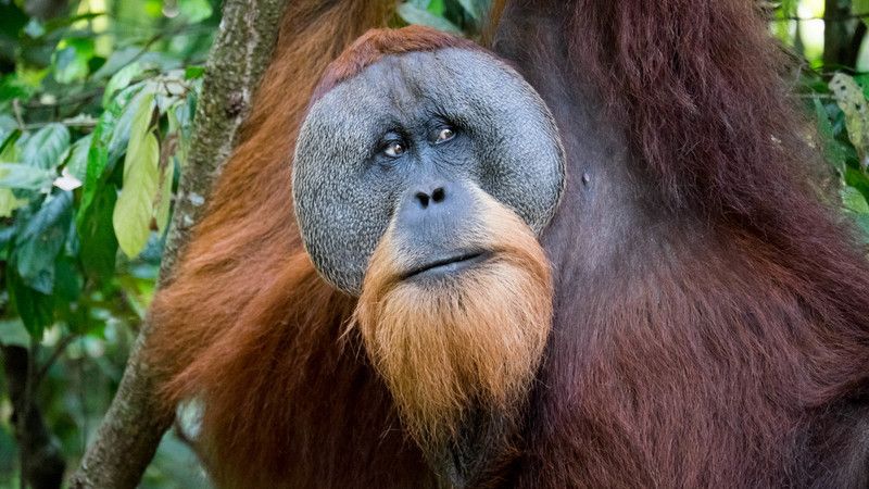 Orangutan in Indonesia
