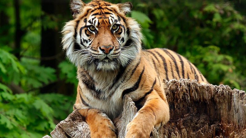 Tiger