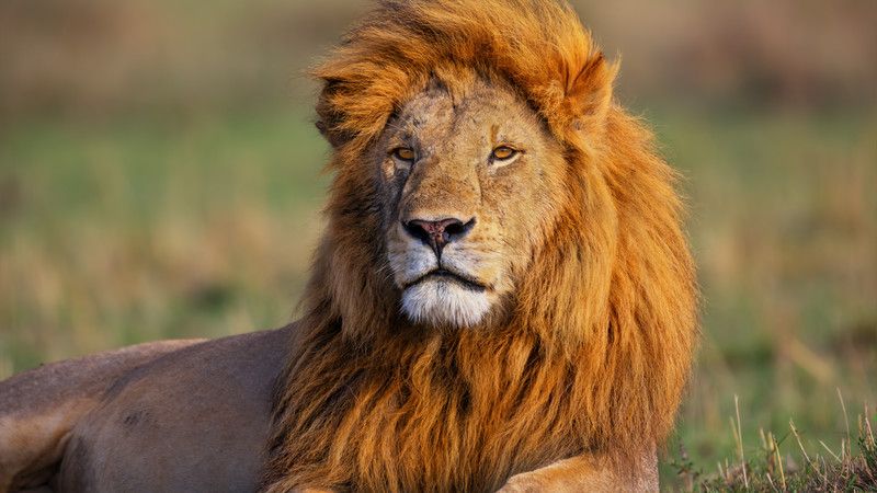 A lion
